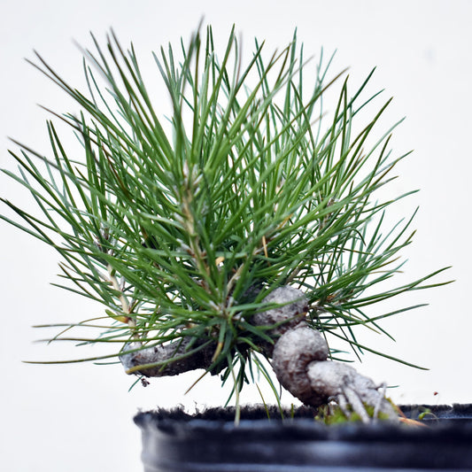 PINO NEGRO (Pinus Thumbergii)