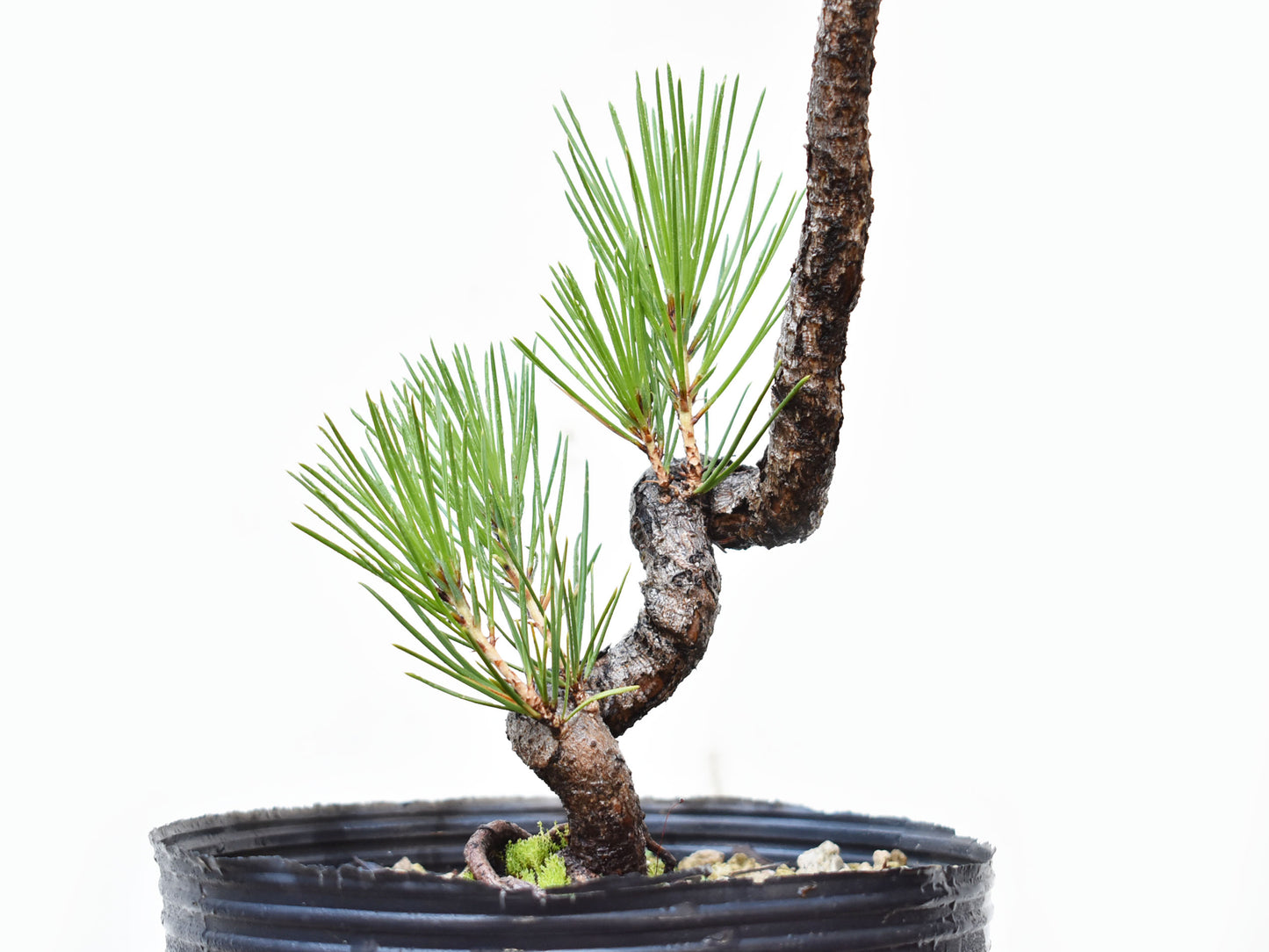 PINO NEGRO (Pinus Thumbergii)