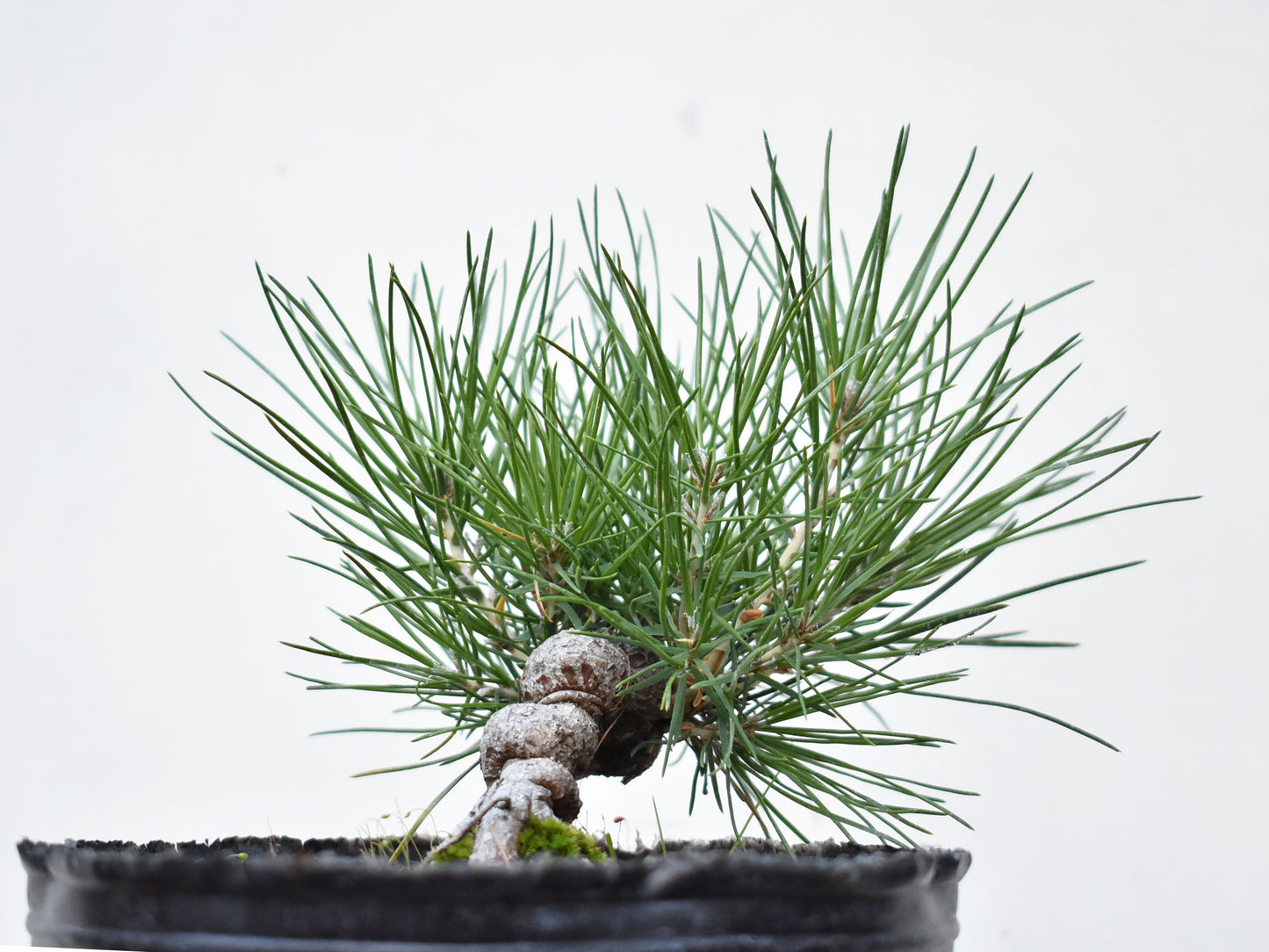PINO NEGRO (Pinus Thumbergii)