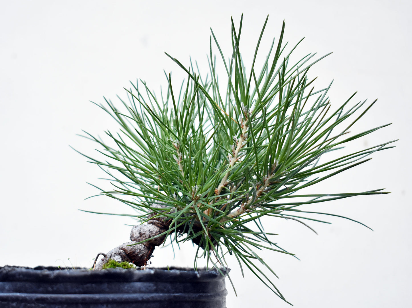 PINO NEGRO (Pinus Thumbergii)