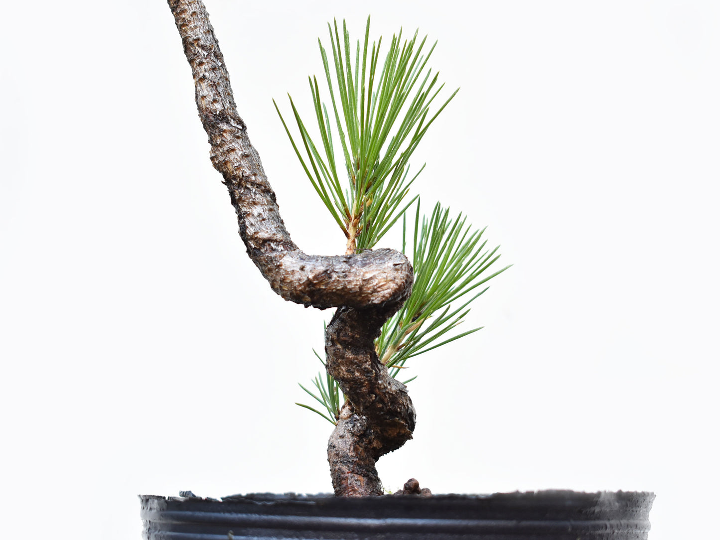 PINO NEGRO (Pinus Thumbergii)