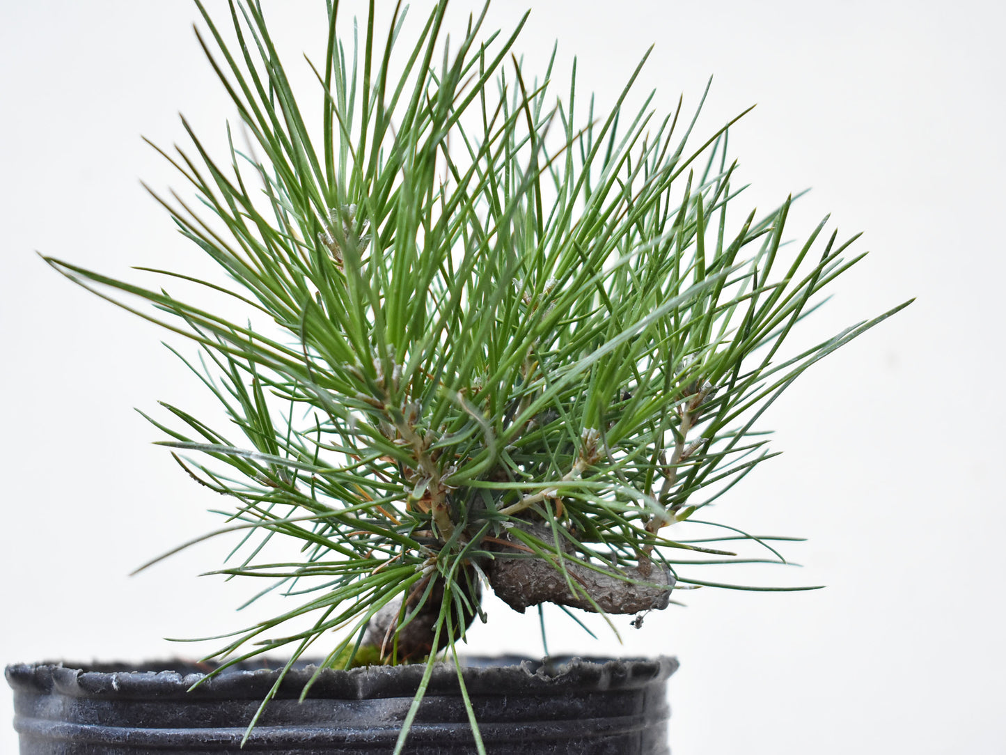 PINO NEGRO (Pinus Thumbergii)