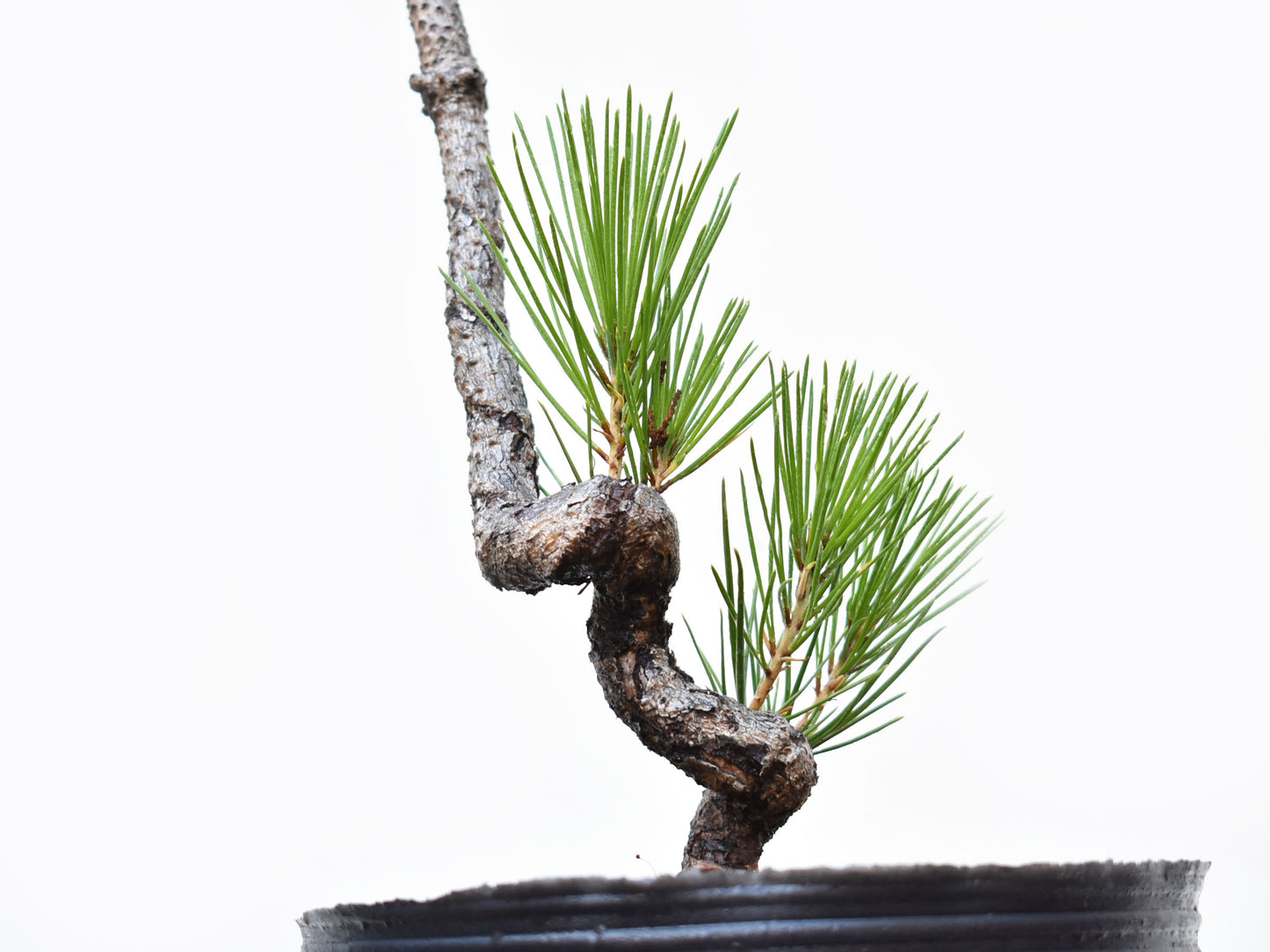 PINO NEGRO (Pinus Thumbergii)