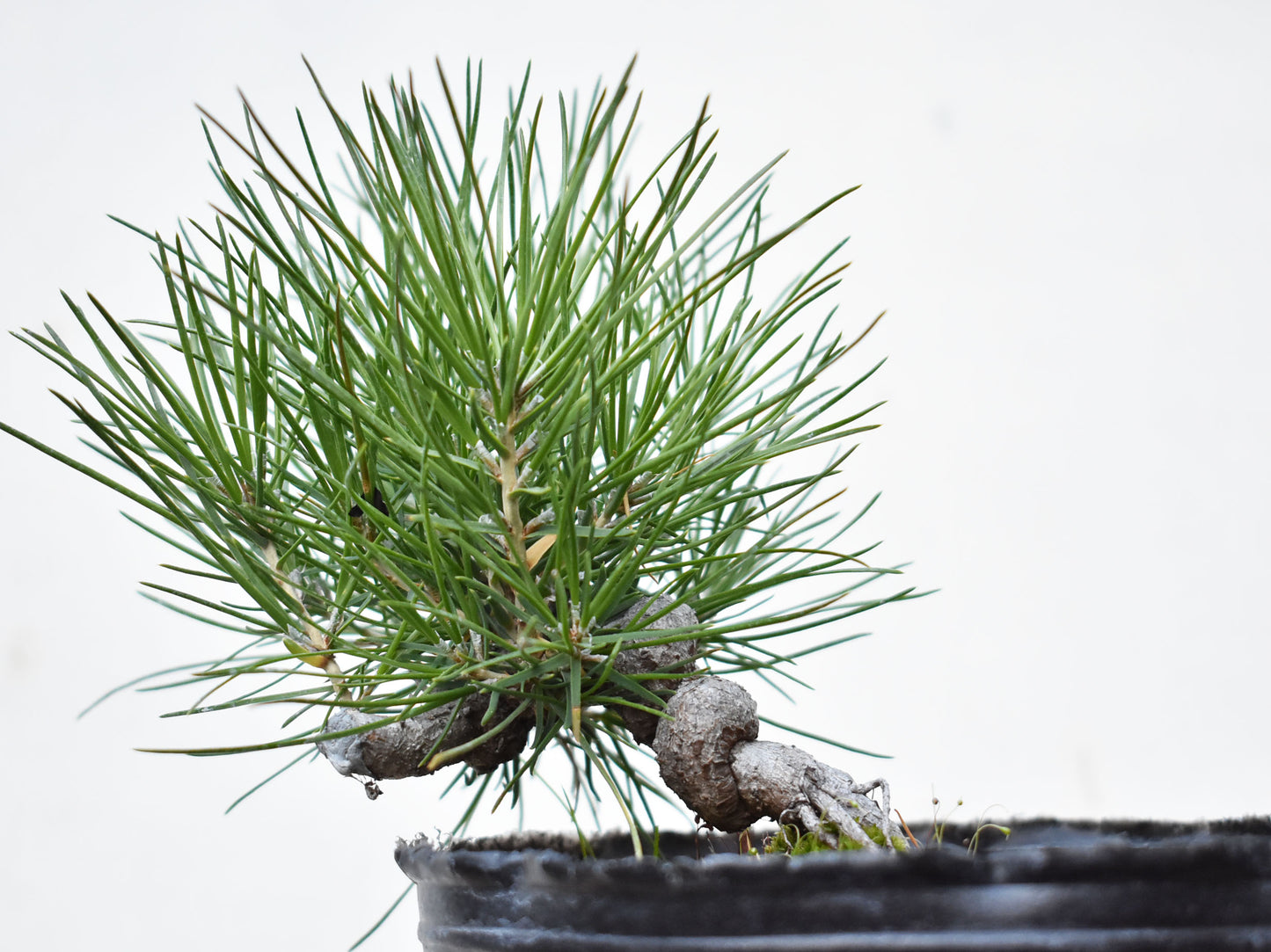 PINO NEGRO (Pinus Thumbergii)