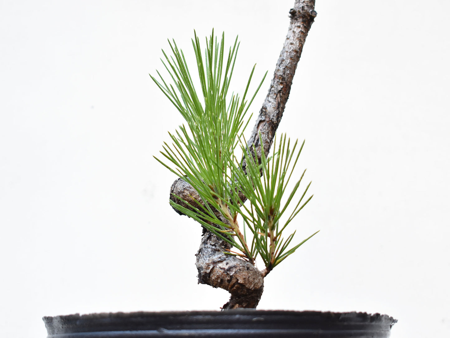 PINO NEGRO (Pinus Thumbergii)