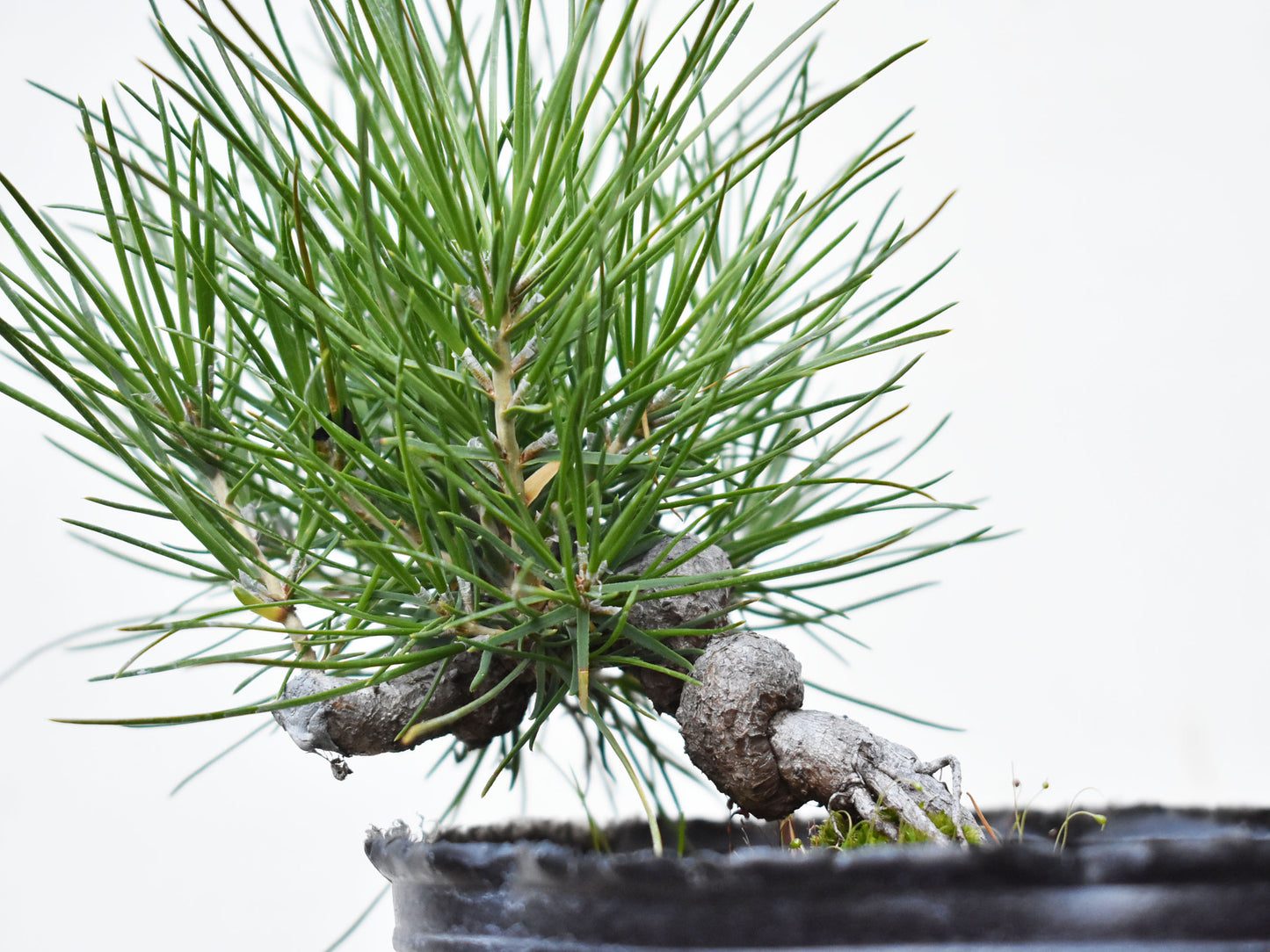 PINO NEGRO (Pinus Thumbergii)