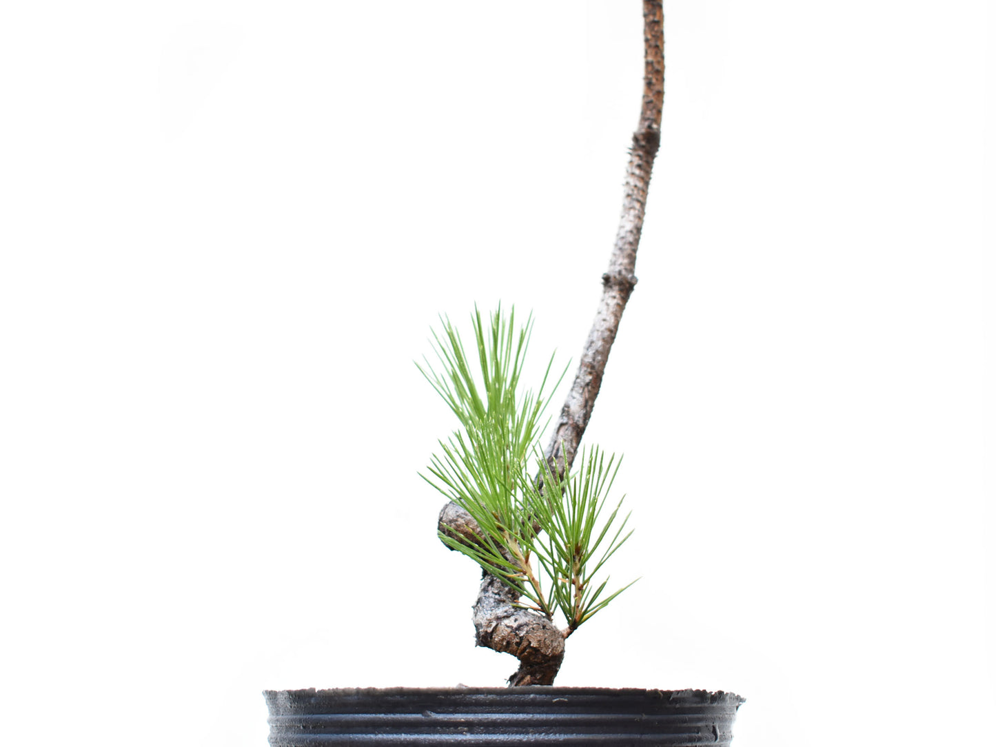PINO NEGRO (Pinus Thumbergii)