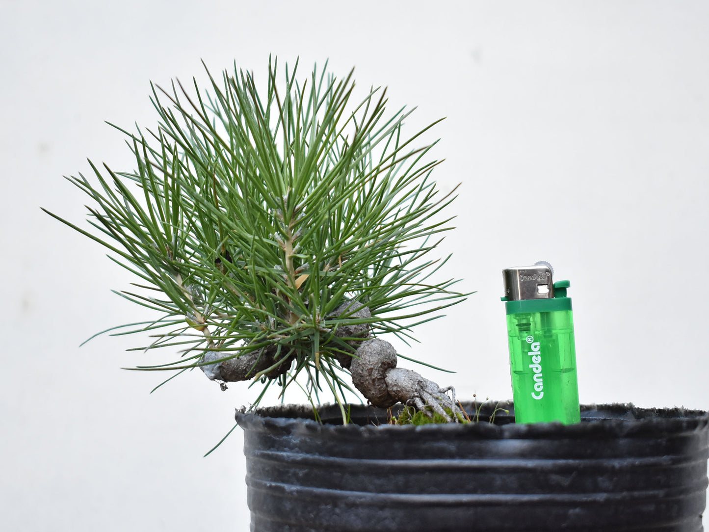 PINO NEGRO (Pinus Thumbergii)