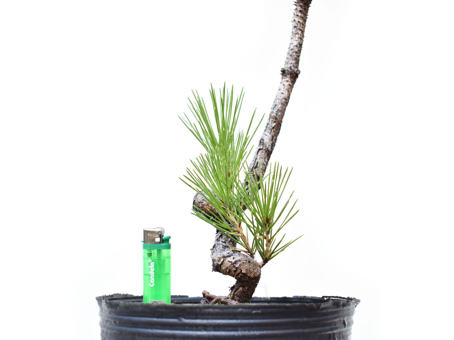 PINO NEGRO (Pinus Thumbergii)