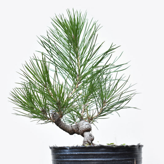 PINO NEGRO (Pinus Thumbergii)