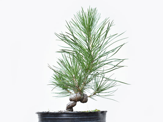 PINO NEGRO (Pinus Thumbergii)