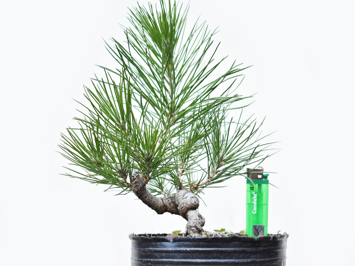 PINO NEGRO (Pinus Thumbergii)