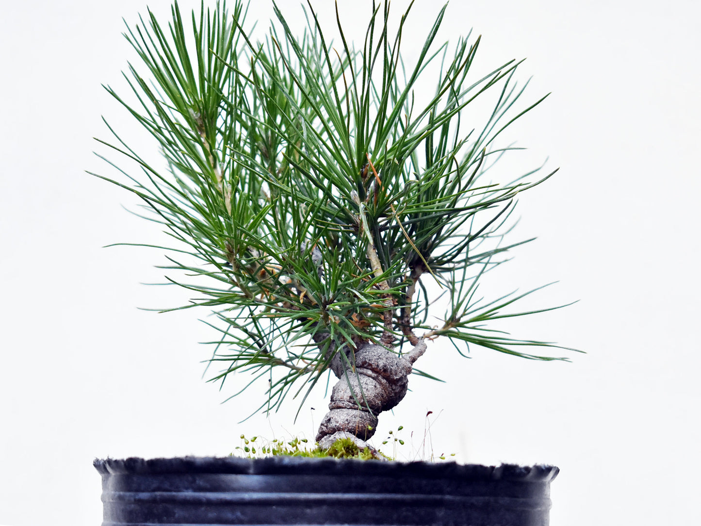 PINO NEGRO (Pinus Thumbergii)