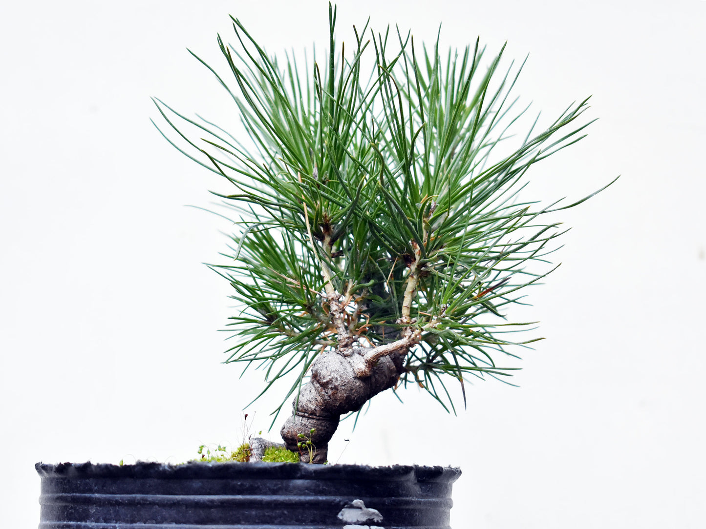 PINO NEGRO (Pinus Thumbergii)