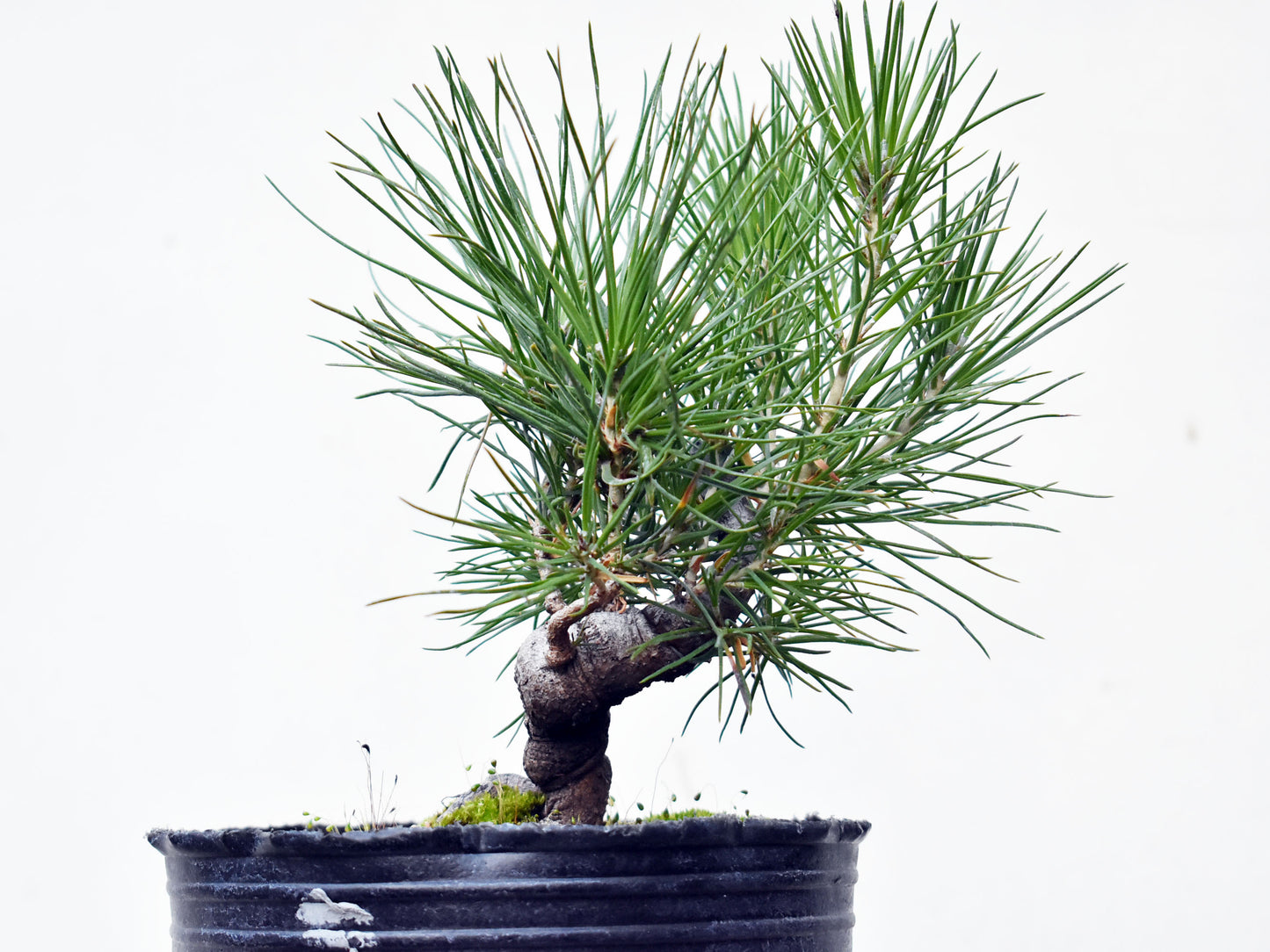 PINO NEGRO (Pinus Thumbergii)