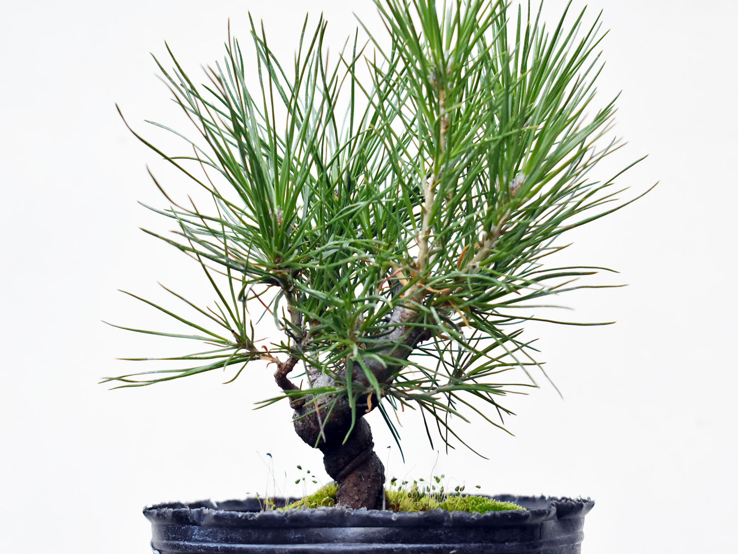 PINO NEGRO (Pinus Thumbergii)