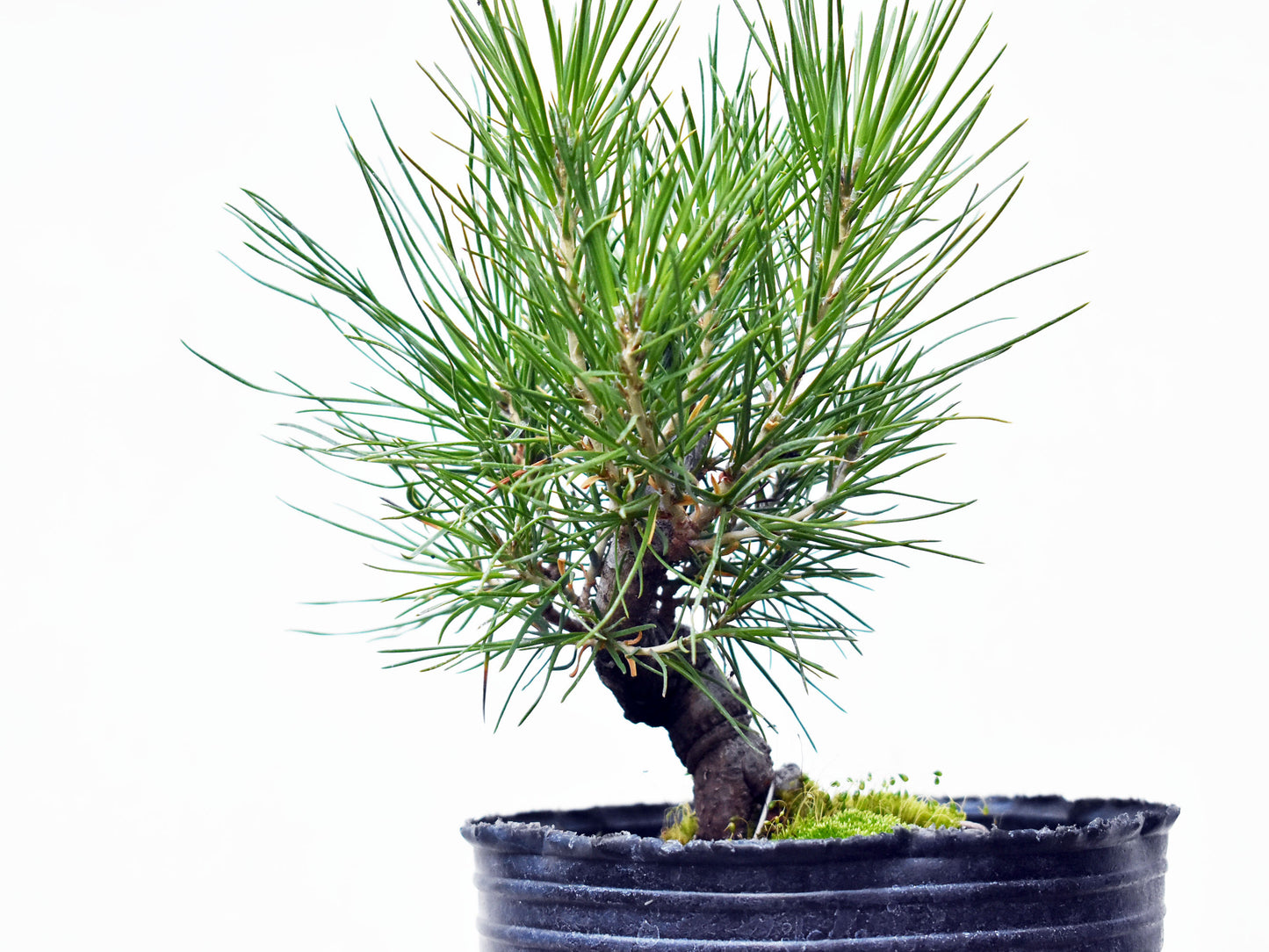 PINO NEGRO (Pinus Thumbergii)