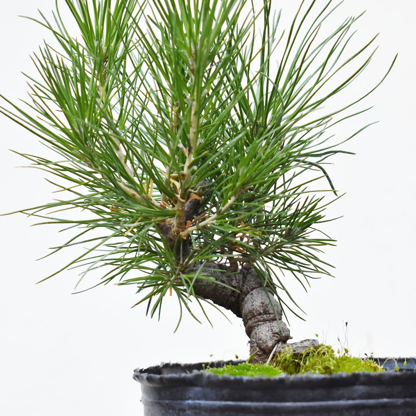 PINO NEGRO (Pinus Thumbergii)