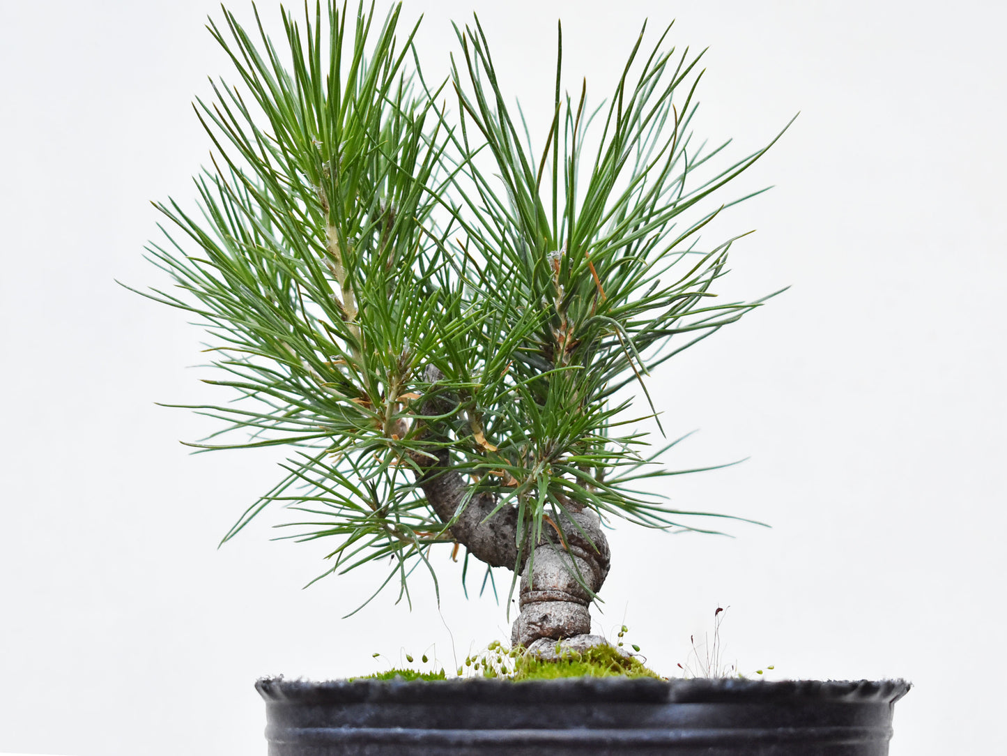 PINO NEGRO (Pinus Thumbergii)