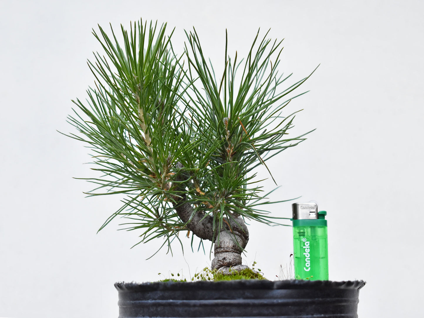 PINO NEGRO (Pinus Thumbergii)