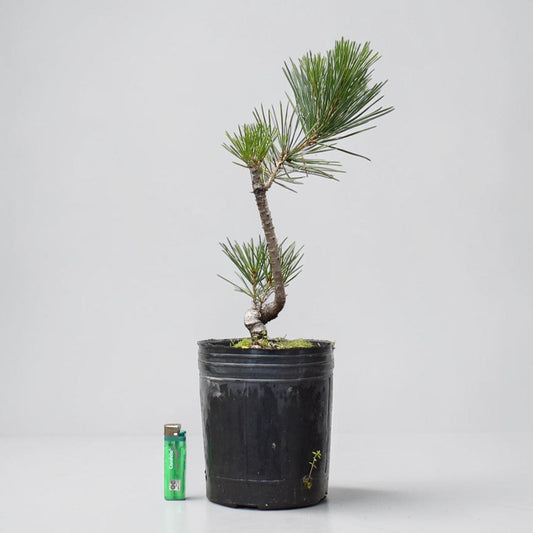 KUROMATSU (Pinus Thumbergii)