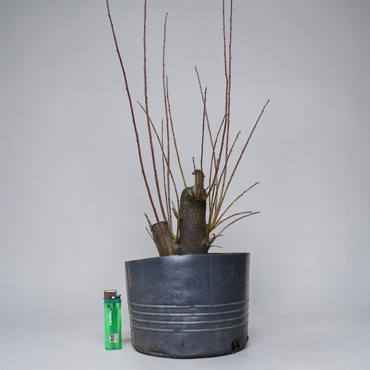 CIRUELO SILVESTRE (Prunus Cerasifera)