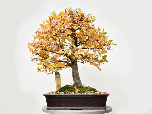 ROBLE PELLIN (Nothofagus Obliqua)