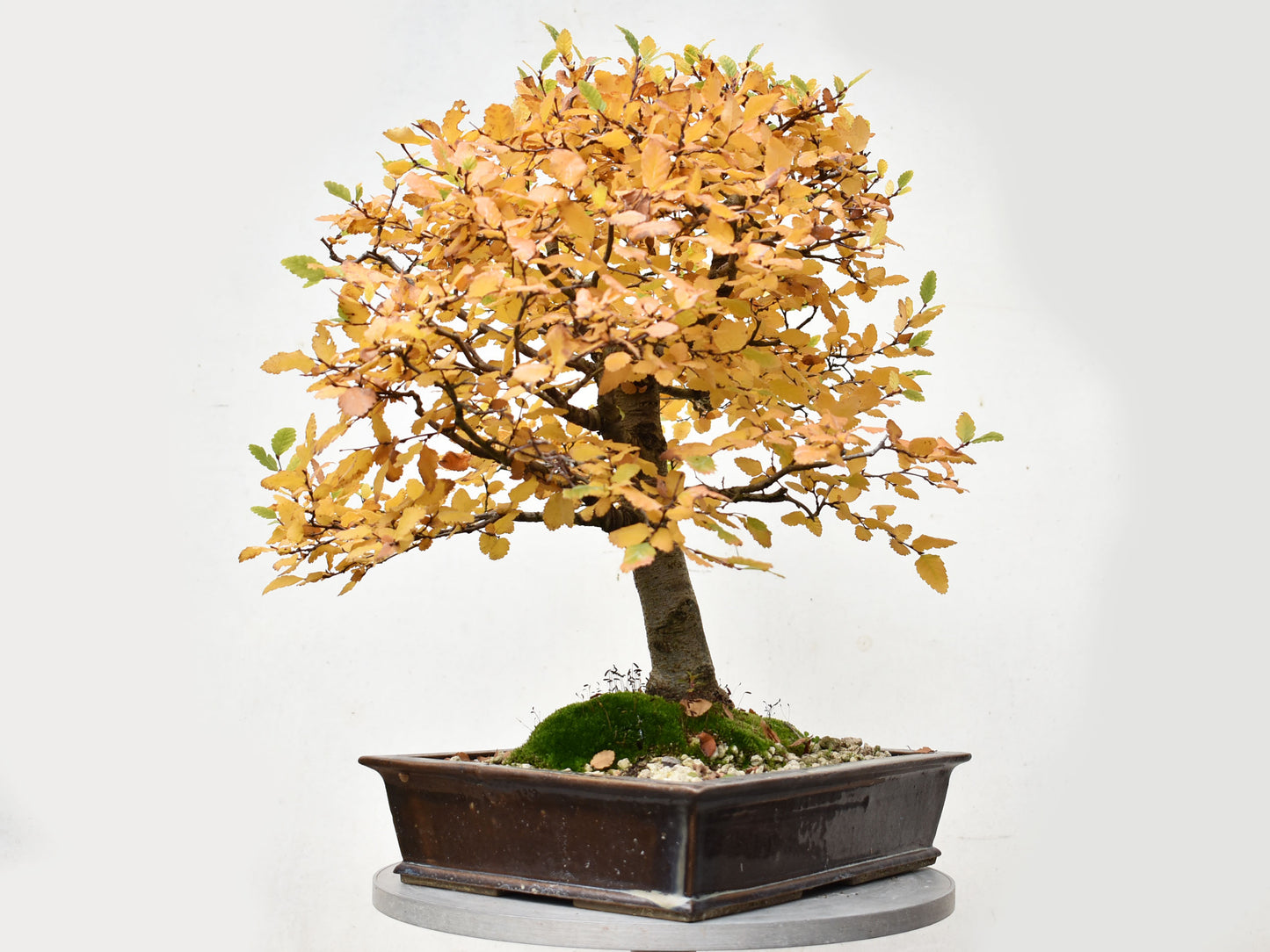 ROBLE PELLIN (Nothofagus Obliqua)