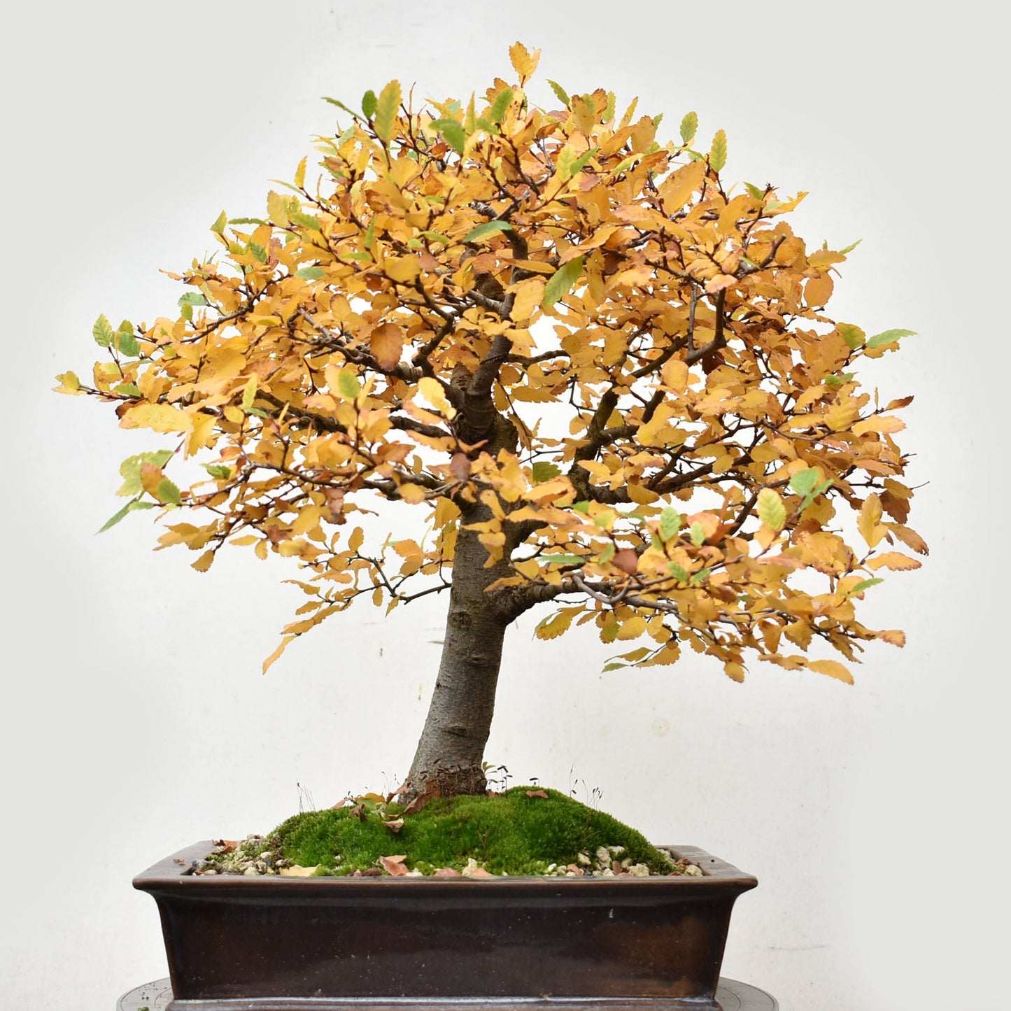 ROBLE PELLIN (Nothofagus Obliqua)