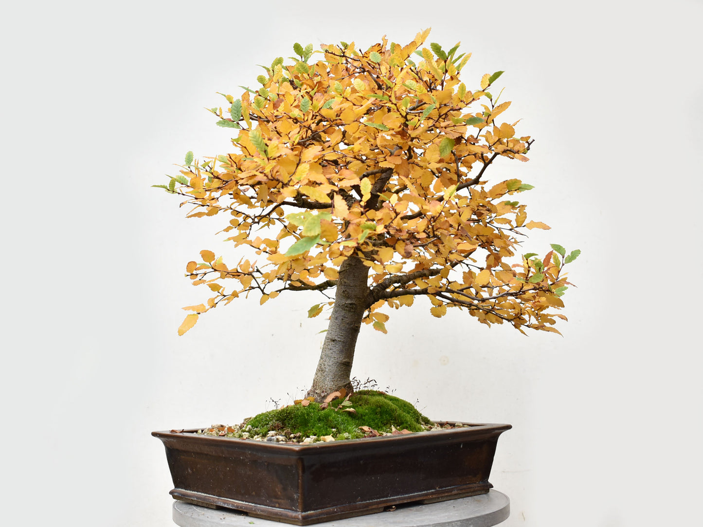 ROBLE PELLIN (Nothofagus Obliqua)