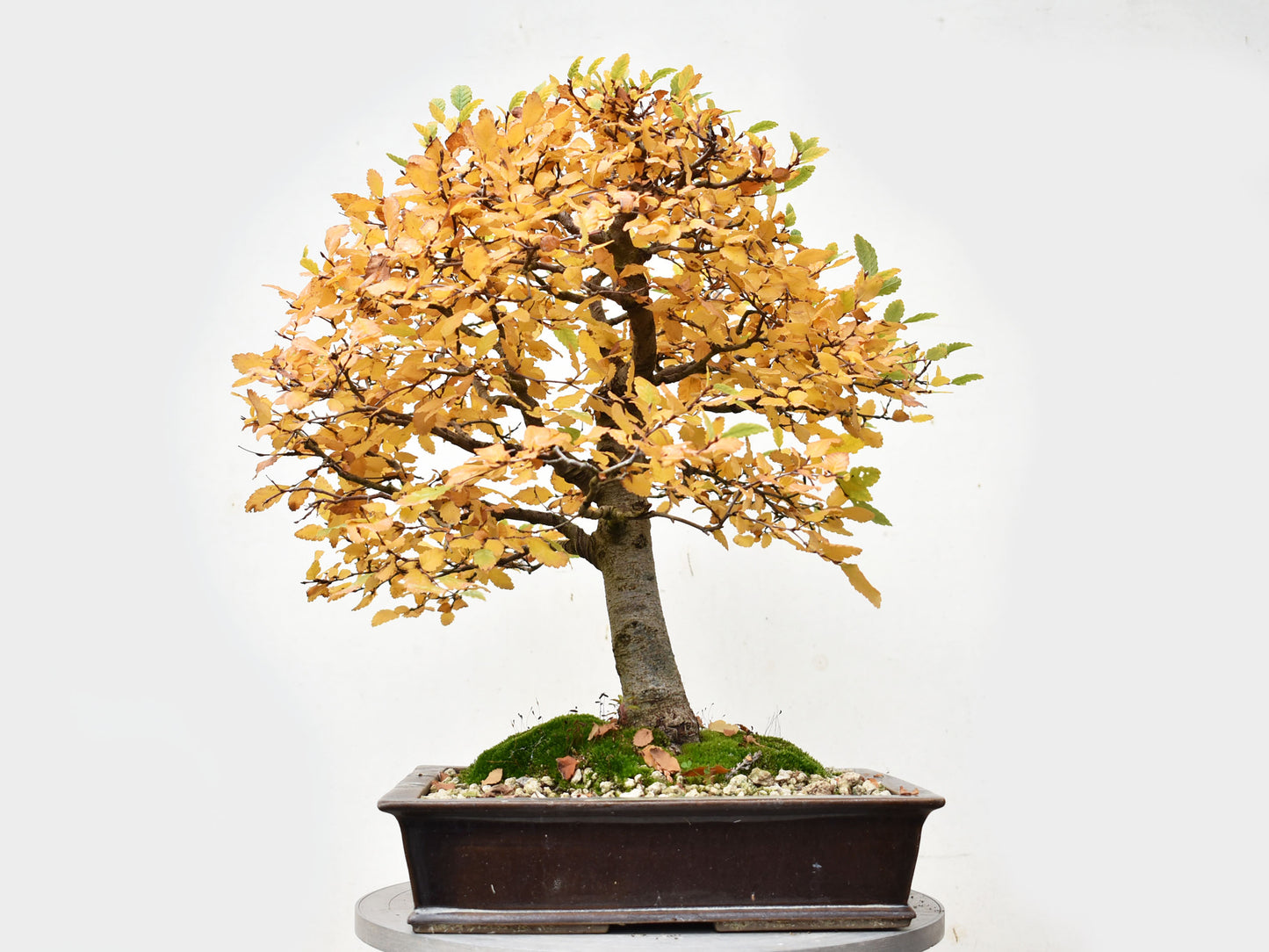ROBLE PELLIN (Nothofagus Obliqua)