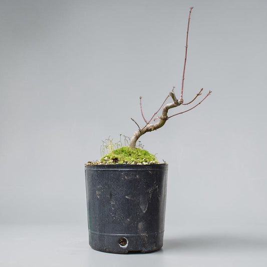 ARCE JAPONES (Acer Palmatum)