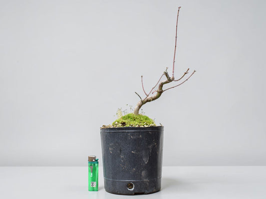 ARCE JAPONES (Acer Palmatum)