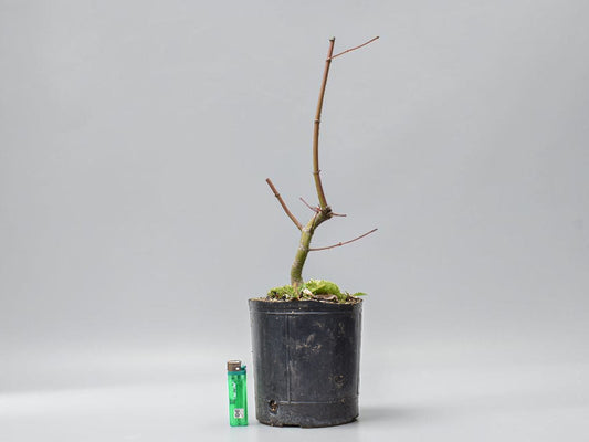 ARCE JAPONES (Acer Palmatum)