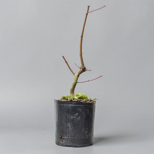 ARCE JAPONES (Acer Palmatum)