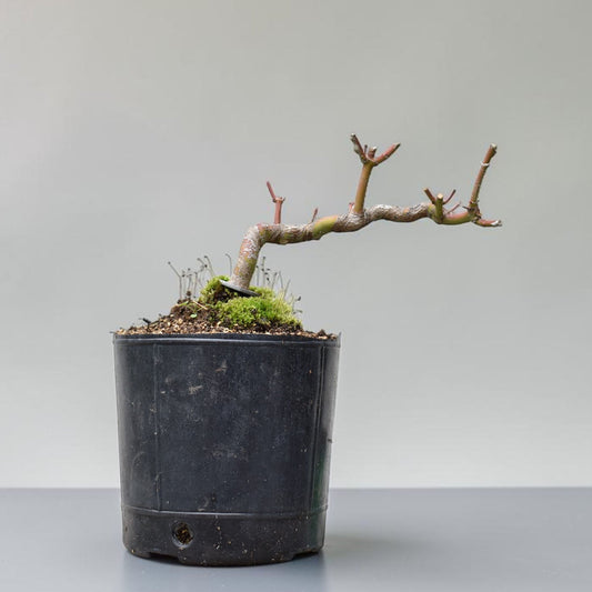 ARCE JAPONES (Acer Palmatum)