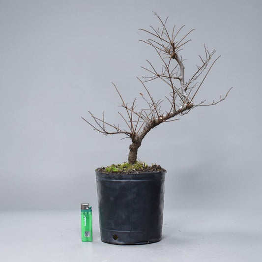 OLMO CHINO (Ulmus Parvifolia)