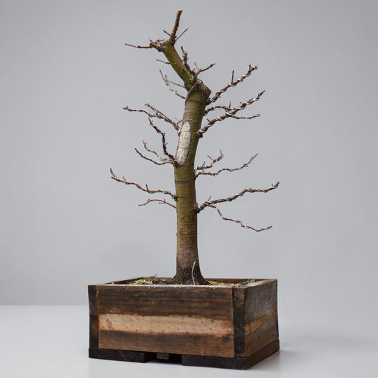 ARCE JAPONES (Acer Palmatum)