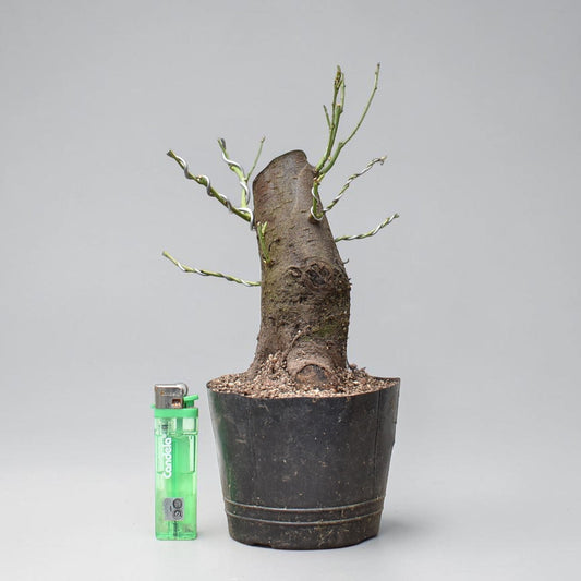 CIRUELO SILVESTRE (Prunus Cerasifera)