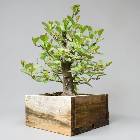 ALISO (Alnus Incana)