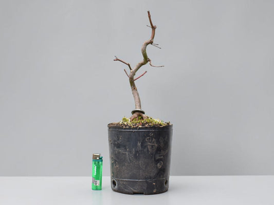 ARCE JAPONES (Acer Palmatum)