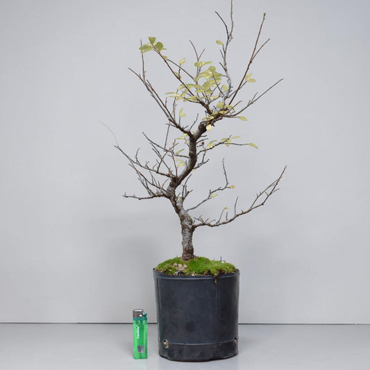 OLMO CHINO (Ulmus Parvifolia)