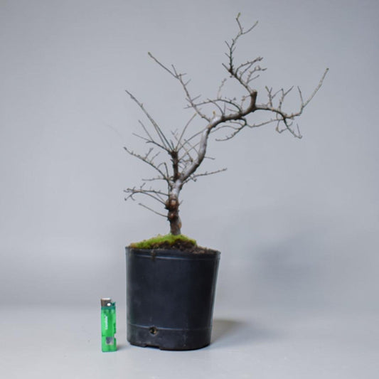 OLMO CHINO (Ulmus Parvifolia)
