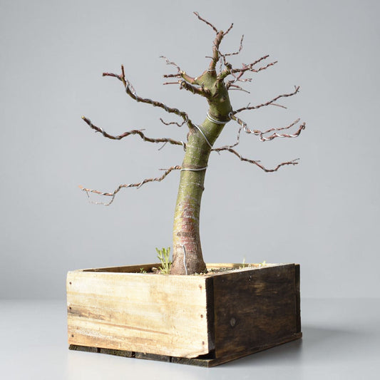 MOMIJI (Acer palmatum)