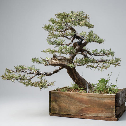 ENEBRO (Juniperus )
