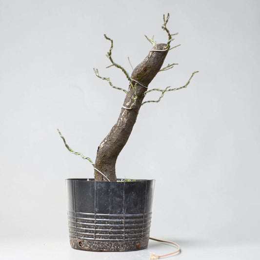 CIRUELO SILVESTRE (Prunus Cerasifera)