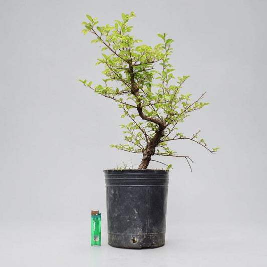 OLMO CHINO (Ulmus Parvifolia)