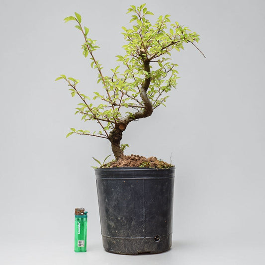 OLMO CHINO (Ulmus Parvifolia)
