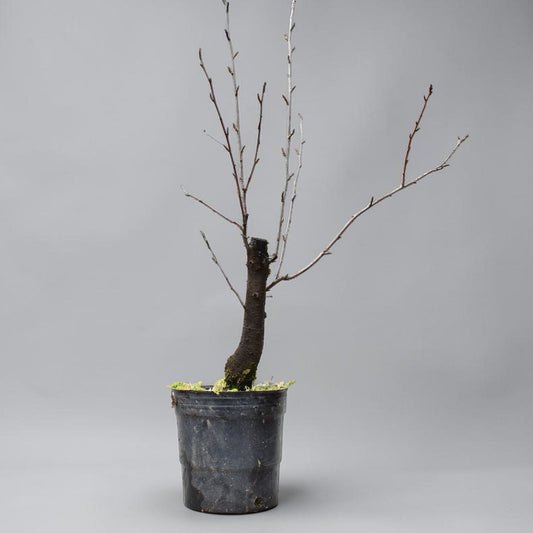 ENDRINO (Prunus Spinosa)