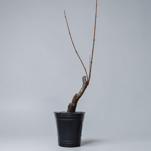 KAEDE (Arce Buergerianum)